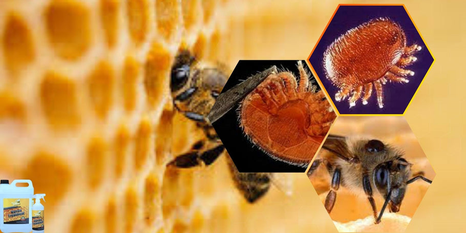 How to protect your bees against varroa mites?