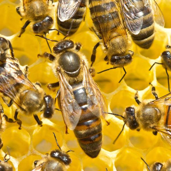 5 Essential Tips to Fight Varroa and Save Your Bee Colonies