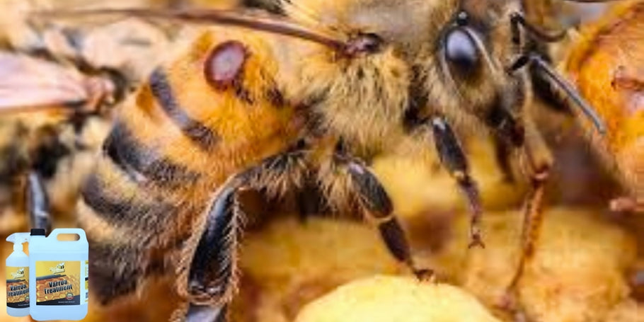 Innovation in bee protection: The anti-Varroa product that changes the game