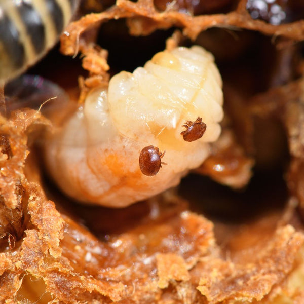 Varroa: A real danger for bees, but not yet extinction
